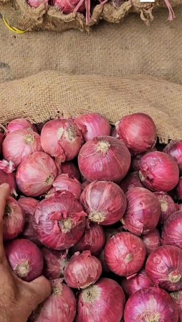 Fresh Red Onions - Premium Quality - Image 1